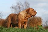 DOGUE DE BORDEAUX 201